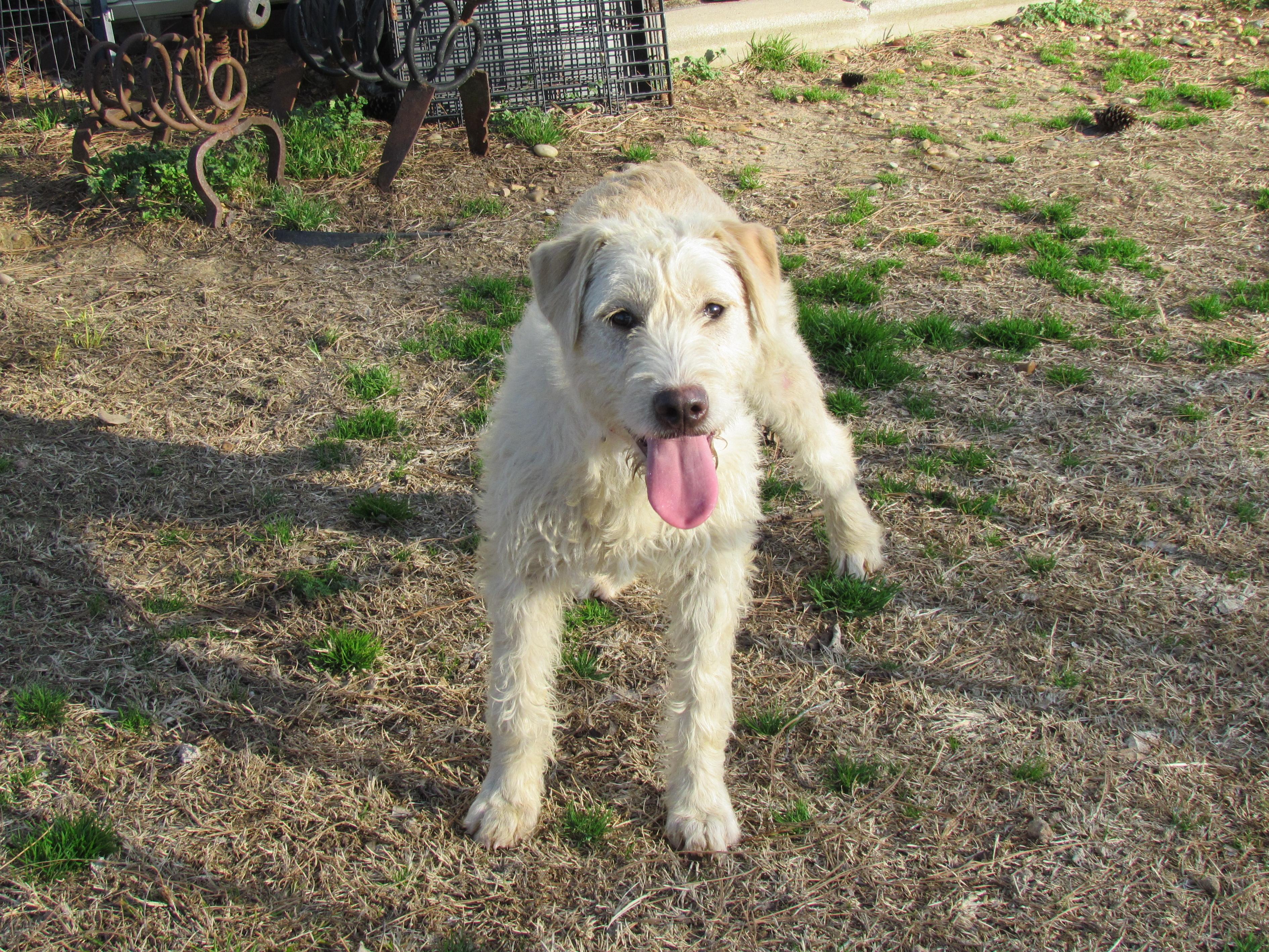 Enlarge LACIE, an adopted mixed breed in Newburgh, NY image 3/6