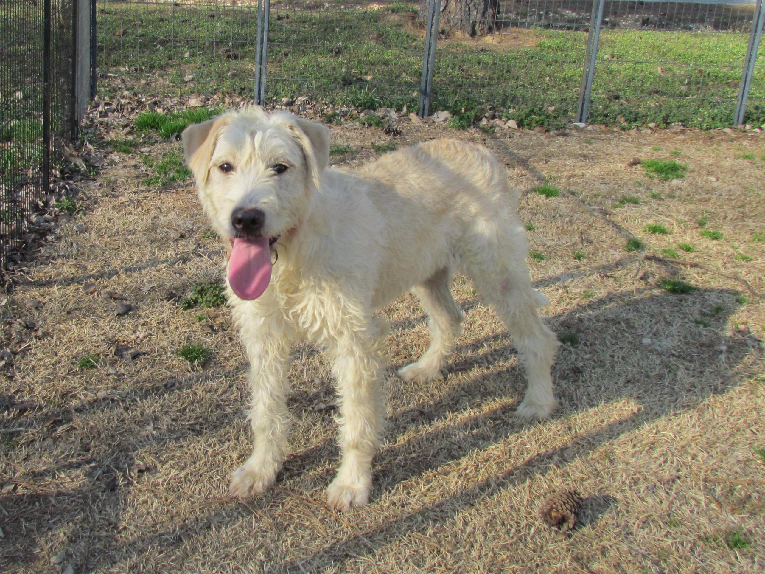 Enlarge LACIE, an adopted mixed breed in Newburgh, NY image 4/6