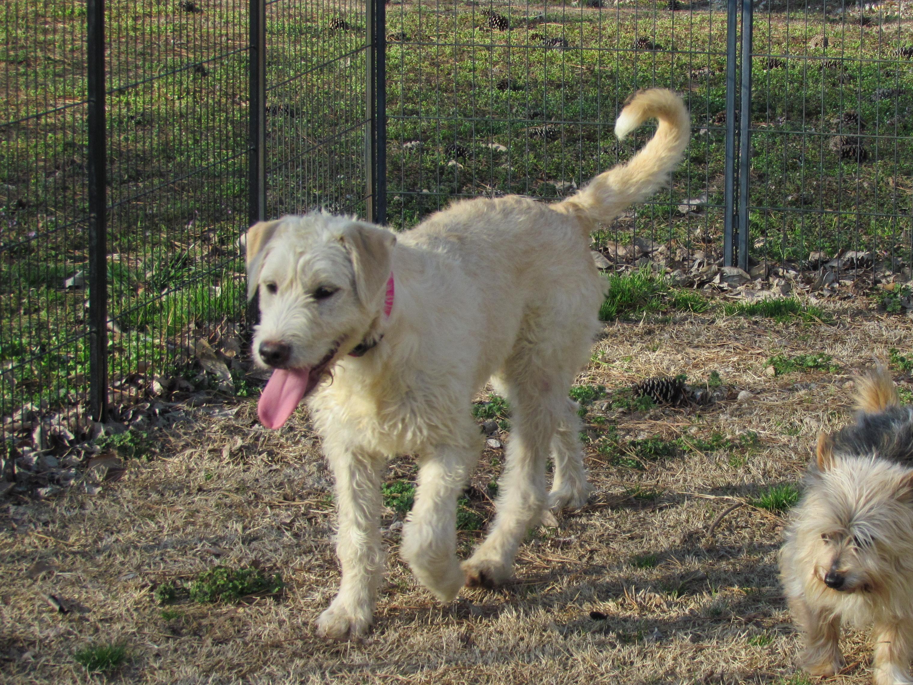 Enlarge LACIE, an adopted mixed breed in Newburgh, NY image 2/6