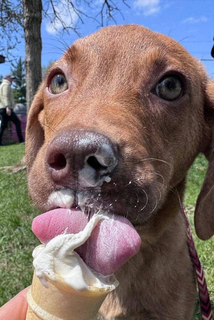 Enlarge Jeremy Bare, a Adopted mixed breed in Urbandale, IA image 2/2