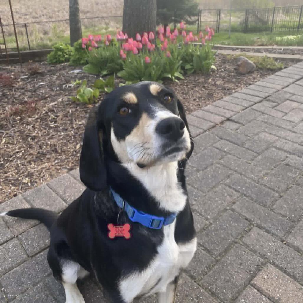 Enlarge Grimsby, a Adoptable Mixed Breed in Champlin, MN image 1/6