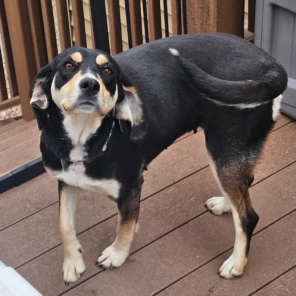 Grimsby, a Adoptable Mixed Breed in Champlin, MN image 1/6