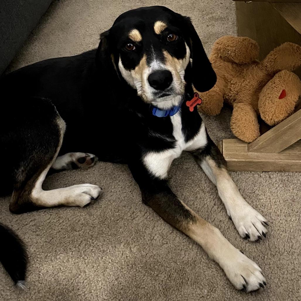 Enlarge Grimsby, a Adoptable Mixed Breed in Champlin, MN image 3/6