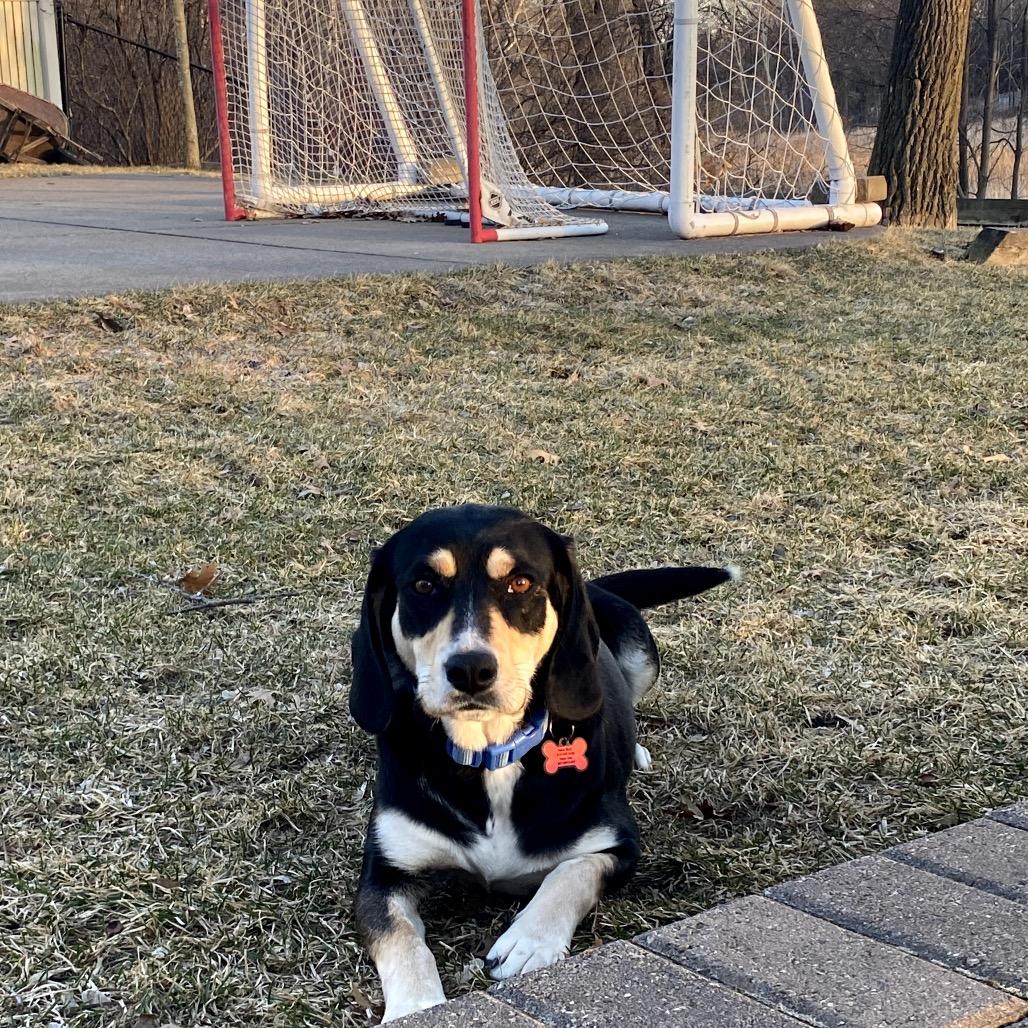 Enlarge Grimsby, a Adoptable Mixed Breed in Champlin, MN image 4/6