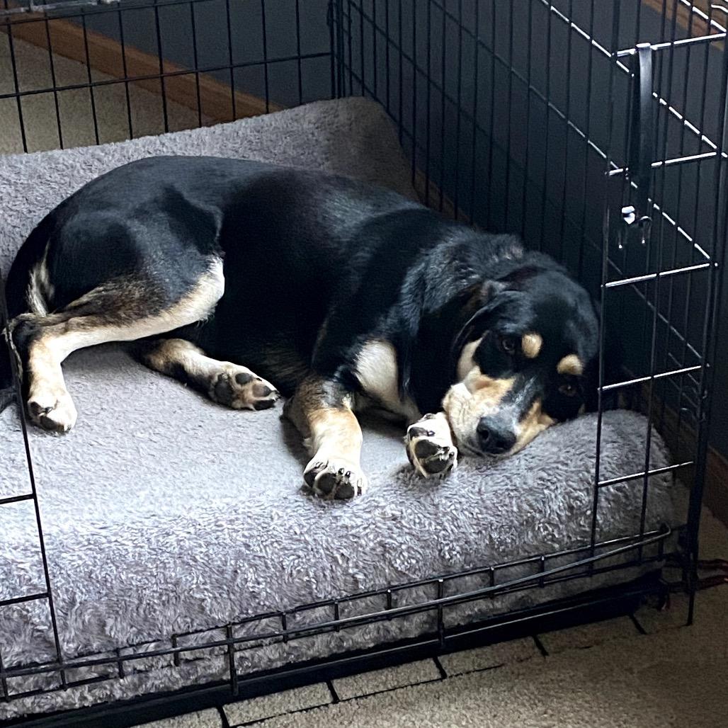 Enlarge Grimsby, a Adoptable Mixed Breed in Champlin, MN image 5/6