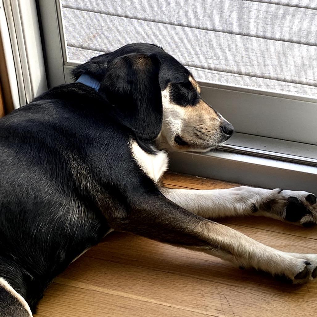 Enlarge Grimsby, a Adoptable Mixed Breed in Champlin, MN image 6/6