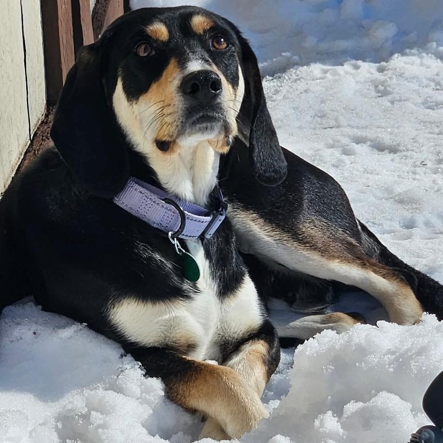 Enlarge Grimsby, a Adoptable Mixed Breed in Champlin, MN image 2/6