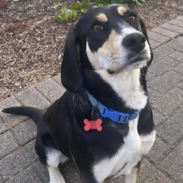 Grimsby, a Adoptable Mixed Breed in Champlin, MN image 3/6