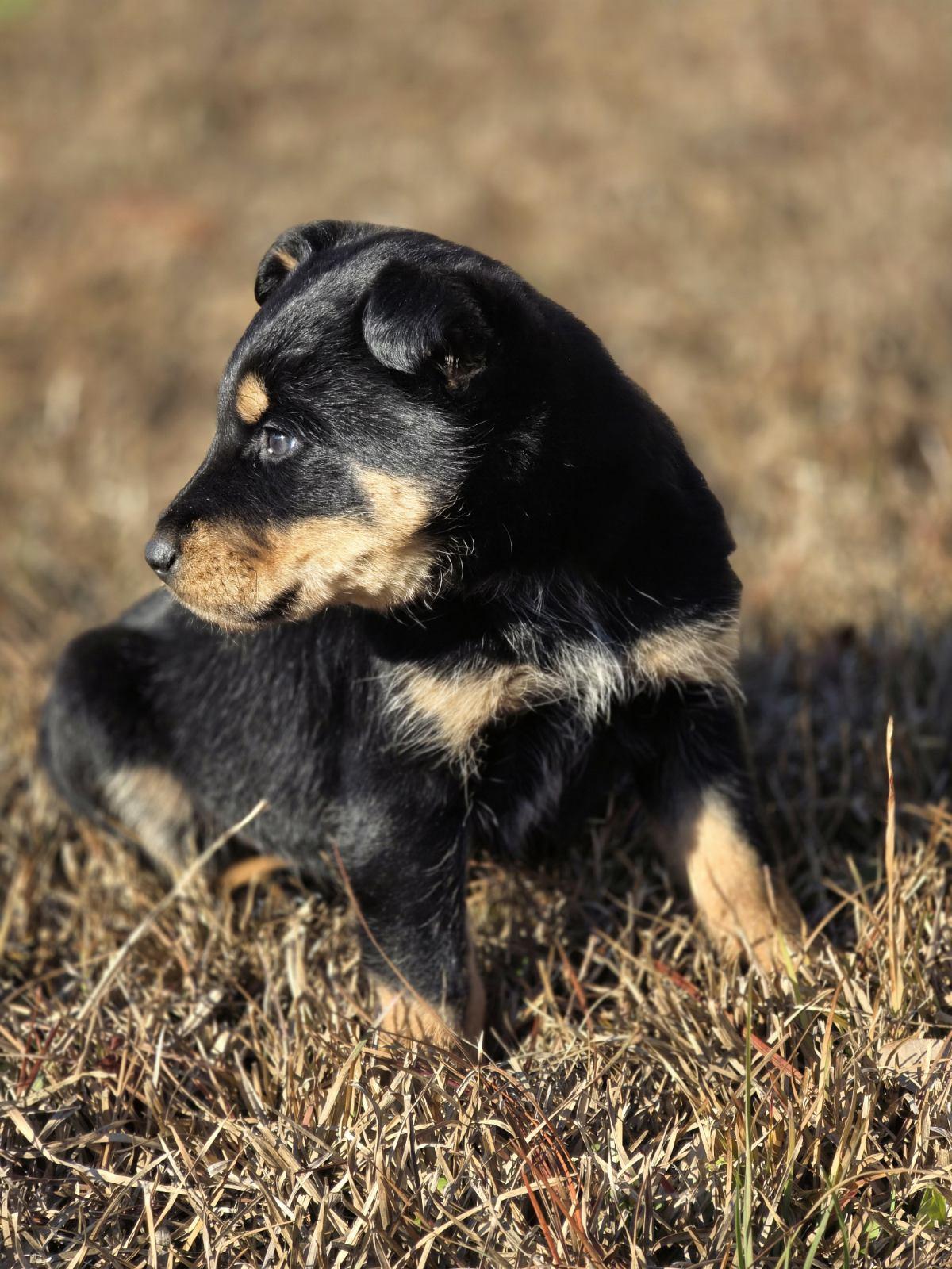 Enlarge Lucky, a ADOPTABLE mixed breed in Jacksonville, NC image 2/4