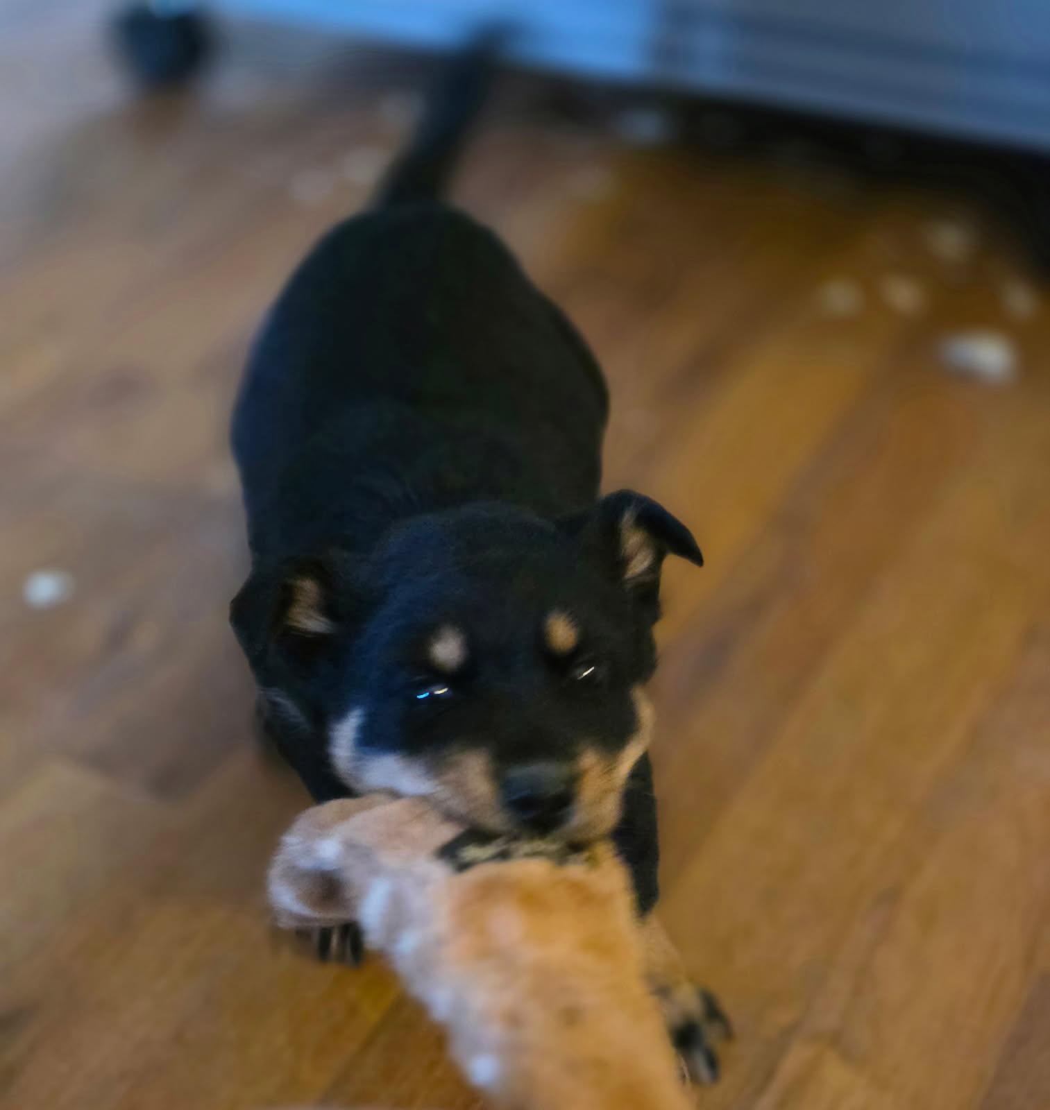 Enlarge Lucky, a ADOPTABLE mixed breed in Jacksonville, NC image 3/4