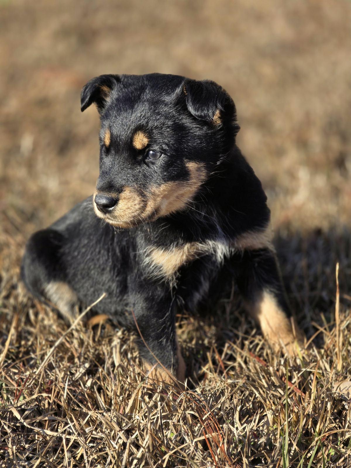Enlarge Lucky, a ADOPTABLE mixed breed in Jacksonville, NC image 4/4