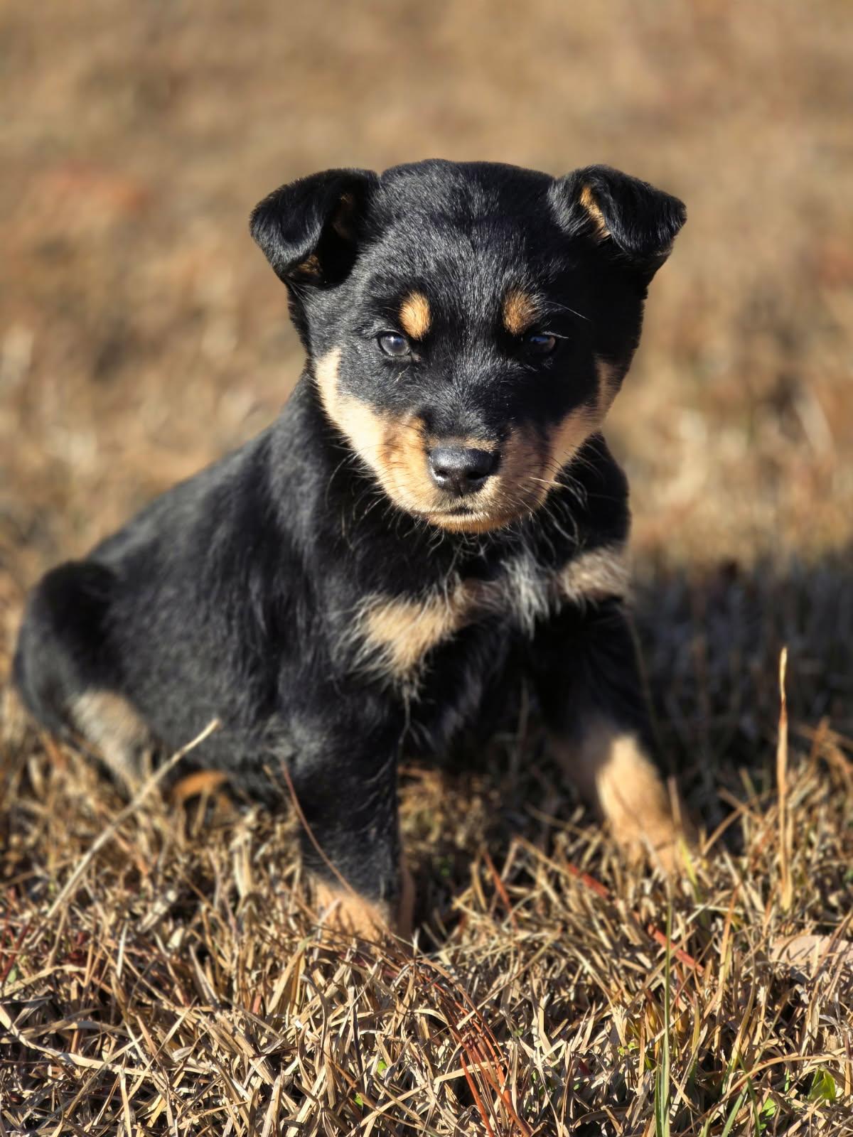 Lucky, ADOPTABLE, Puppy Male Rottweiler & Australian Cattle Dog / Blue Heeler.