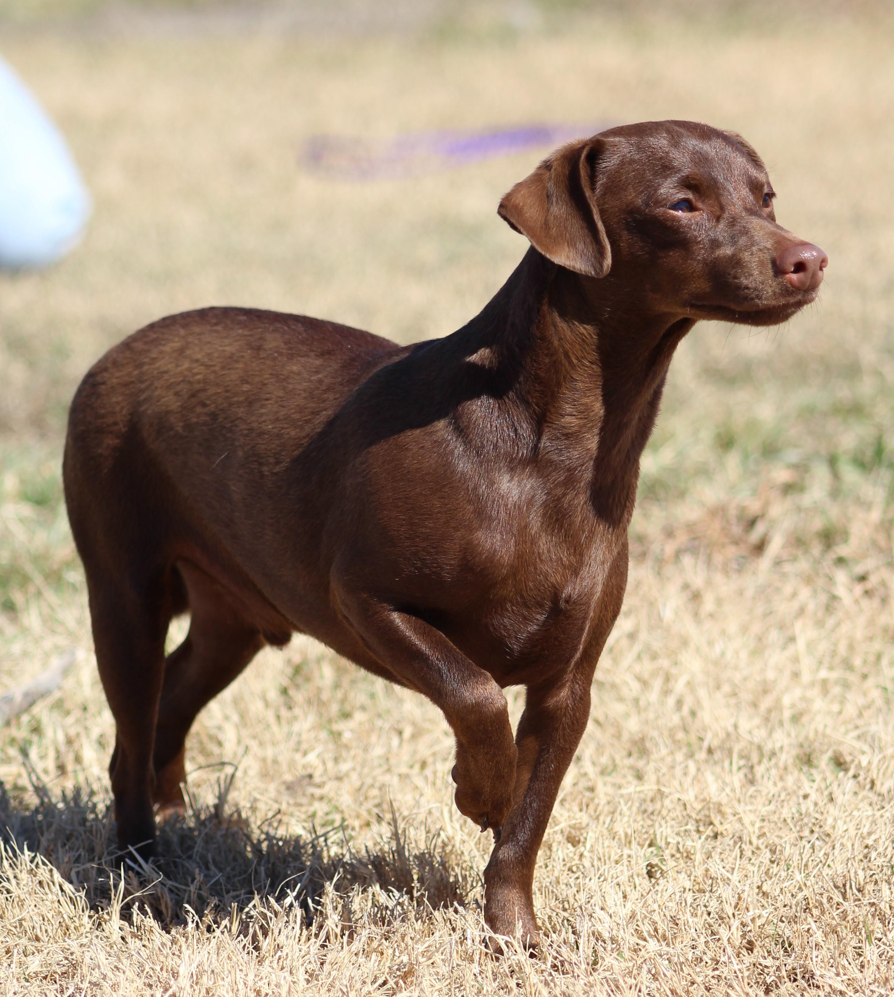 Enlarge Oscar, a ADOPTABLE Chiweenie in Temple, TX image 5/5