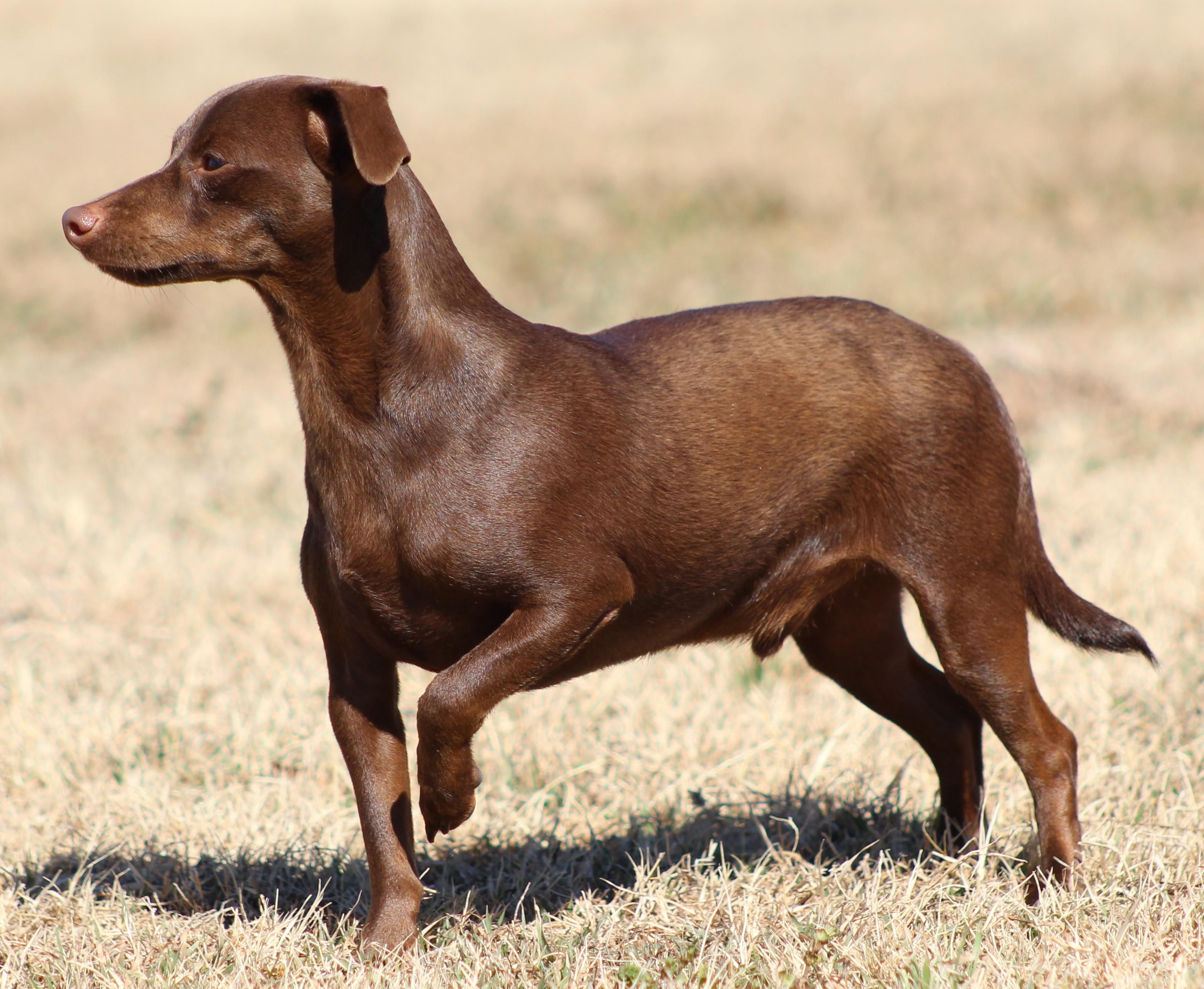 Enlarge Oscar, a ADOPTABLE Chiweenie in Temple, TX image 3/5