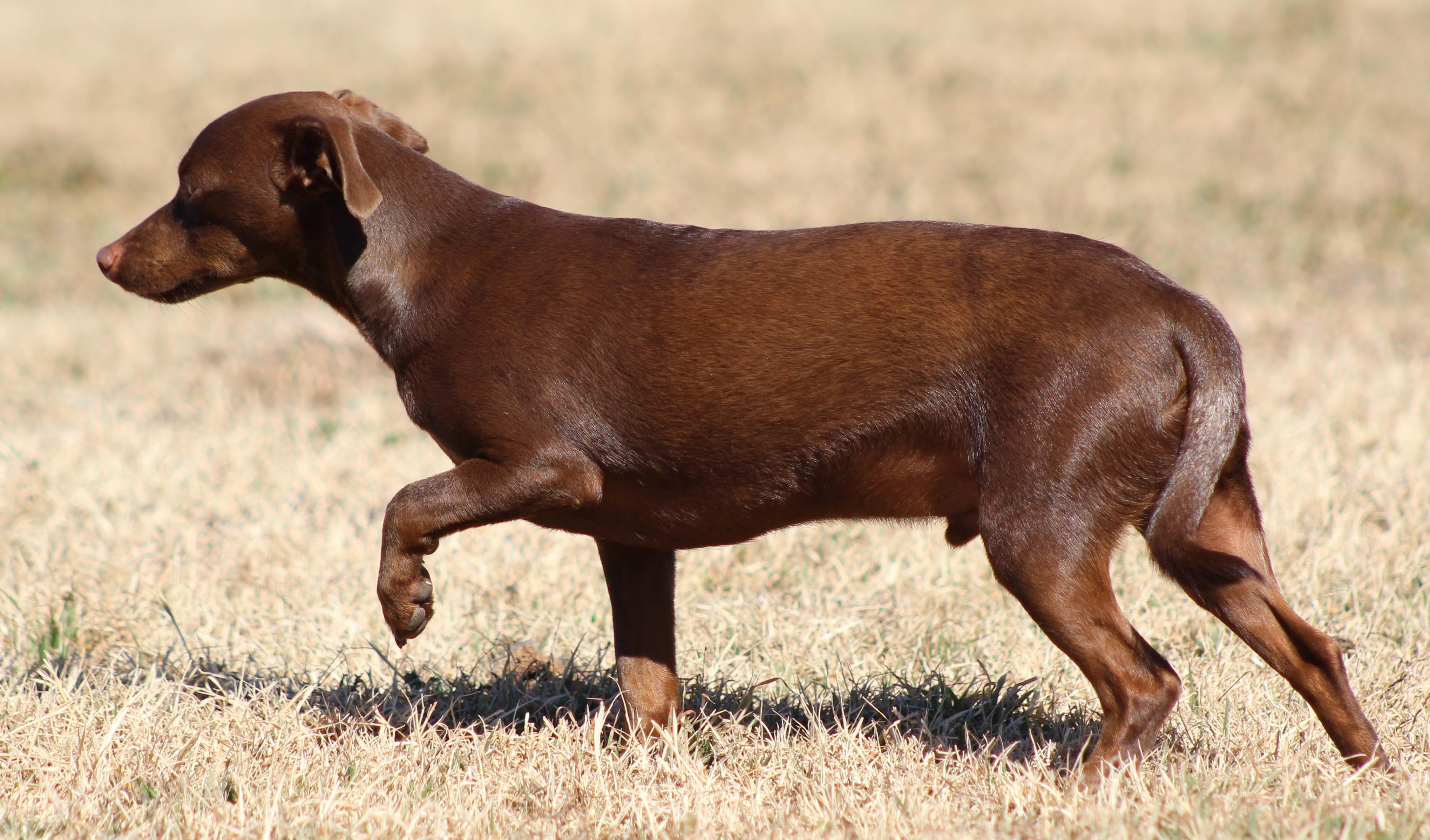 Enlarge Oscar, a ADOPTABLE Chiweenie in Temple, TX image 2/5