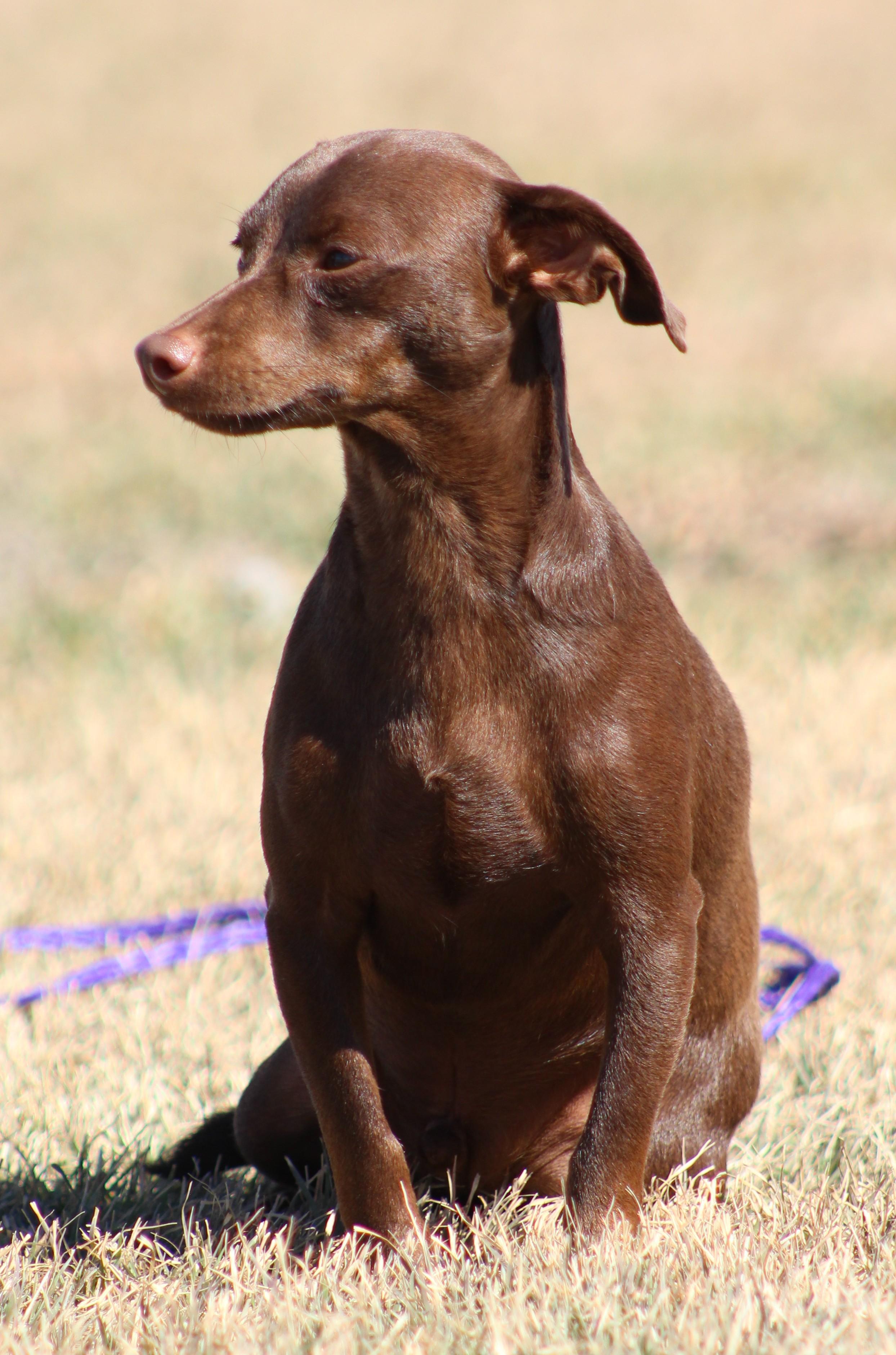 Enlarge Oscar, a ADOPTABLE Chiweenie in Temple, TX image 1/5