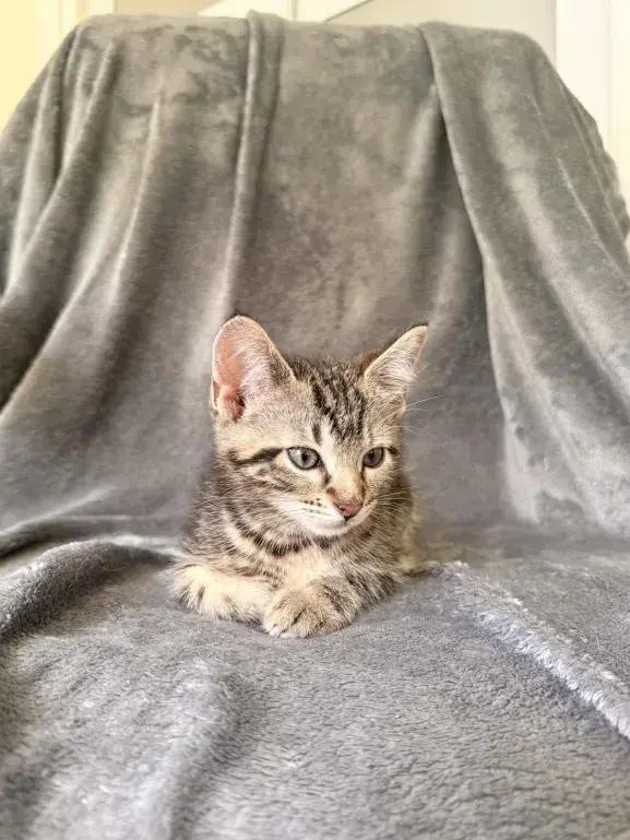 Samba, Adoptable, Kitten Male Domestic Short Hair.