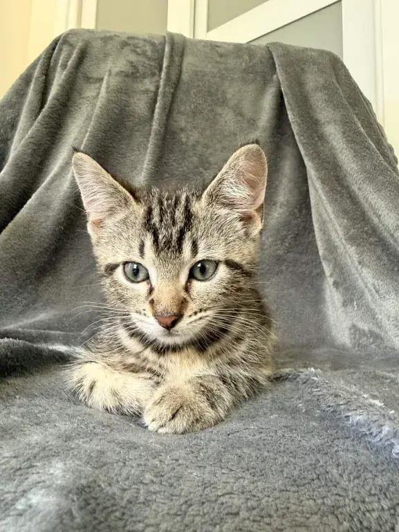 Samba, a Adoptable mixed breed in Grand Rapids, MI image 4/6