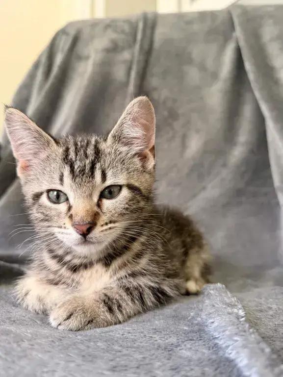 Samba, a Adoptable mixed breed in Grand Rapids, MI image 6/6