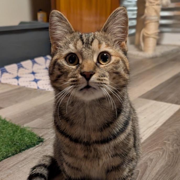 Enlarge Dawn, a Adoptable Domestic Short Hair in Owosso, MI image 1/2