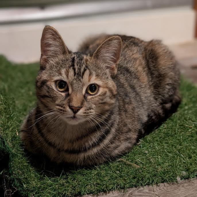 Enlarge Dawn, a Adoptable Domestic Short Hair in Owosso, MI image 2/2