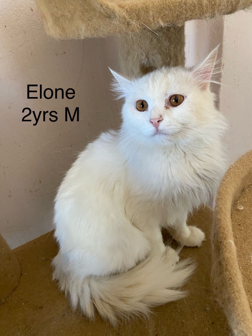 Elone