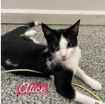 Alice, Adult Female American Shorthair