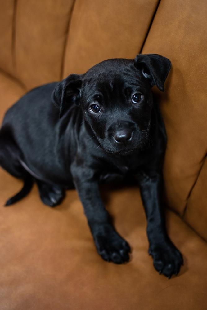 Peppermint Patty, Adoptable, Puppy Female Pit Bull Terrier.