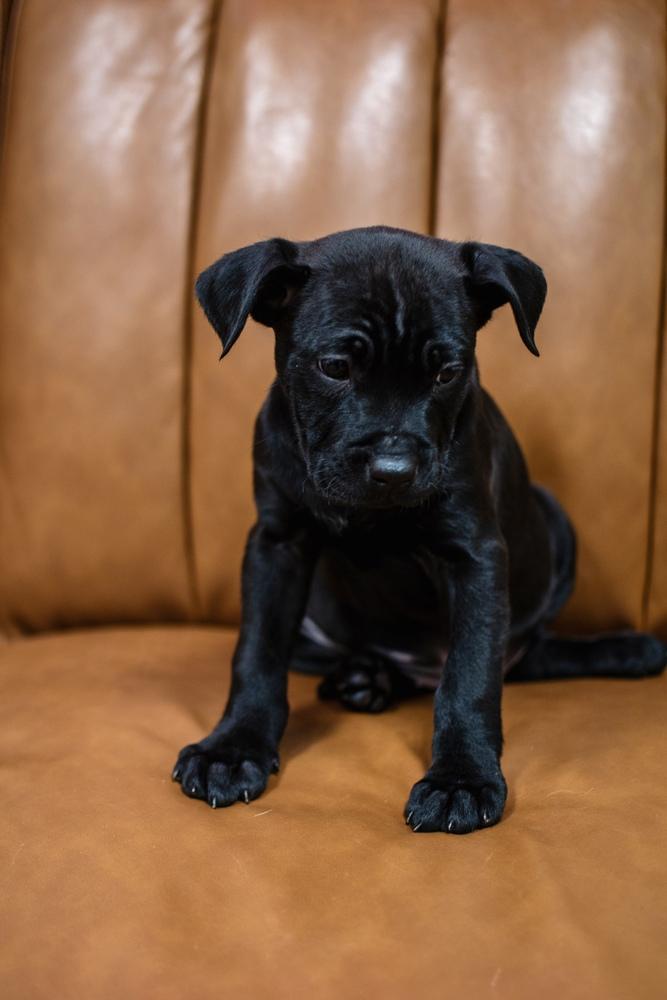 Enlarge Peppermint Patty, a Adoptable mixed breed in Frankfort, NY image 2/4