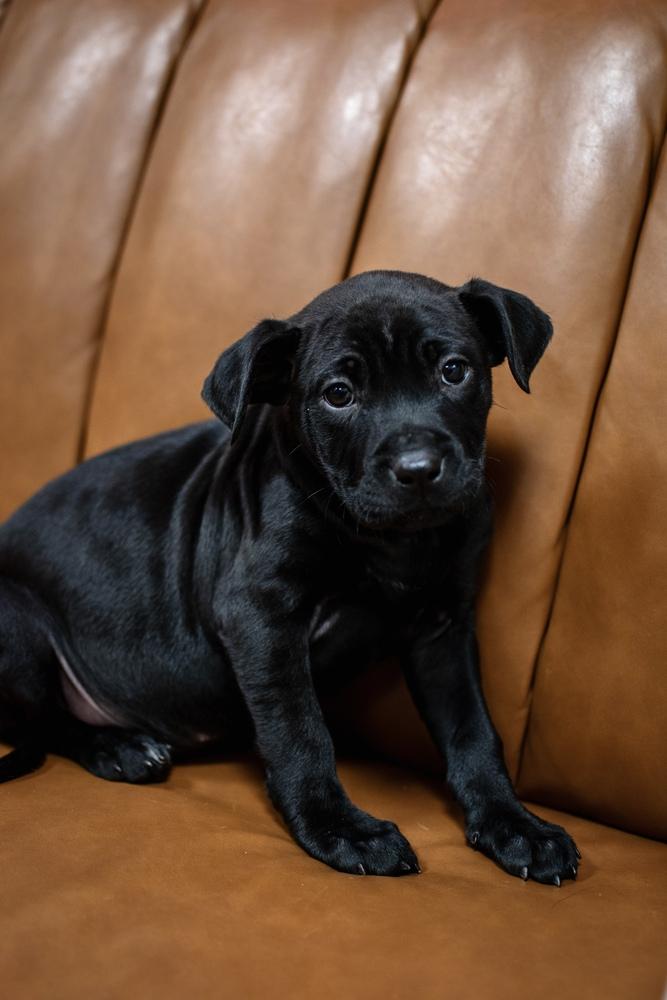 Enlarge Peppermint Patty, a Adoptable mixed breed in Frankfort, NY image 3/4