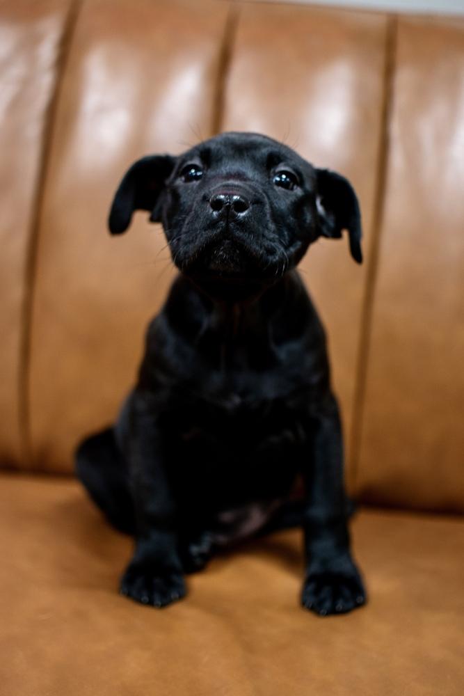 Enlarge Peppermint Patty, a Adoptable mixed breed in Frankfort, NY image 4/4