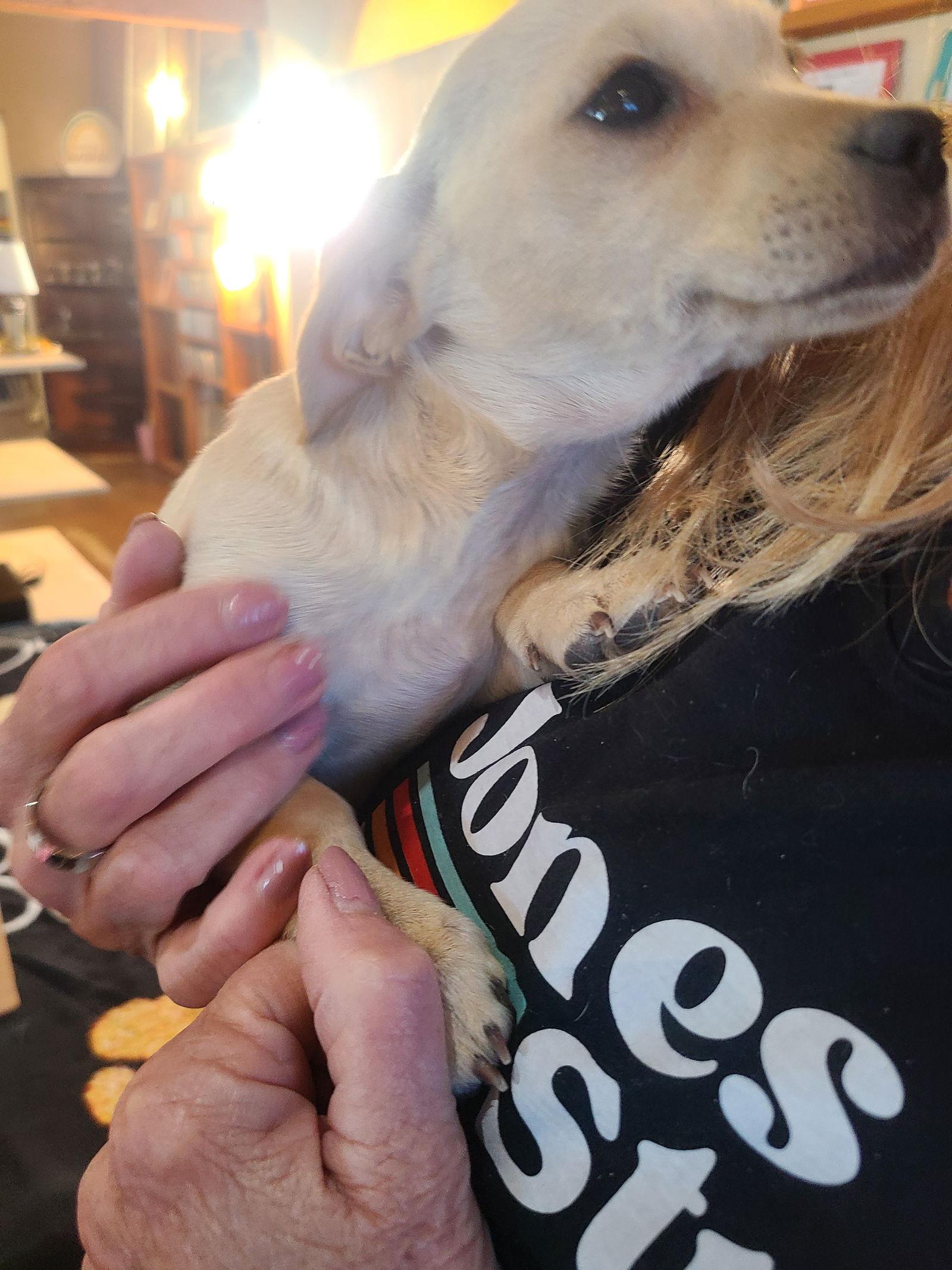 Nellie, Adopted, Puppy Female Chihuahua.