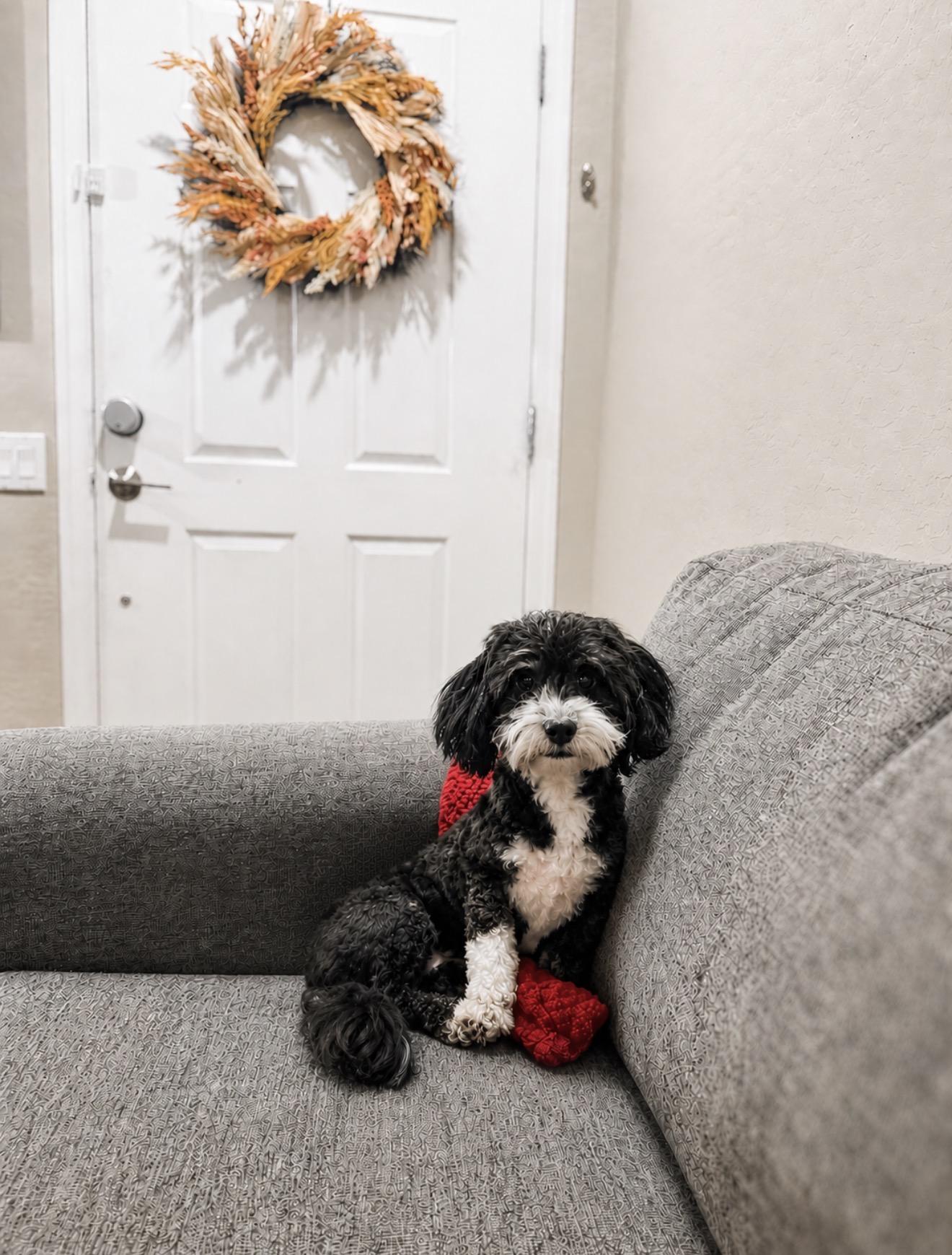 Mickey, ADOPTABLE, Adult Male Shih poo.