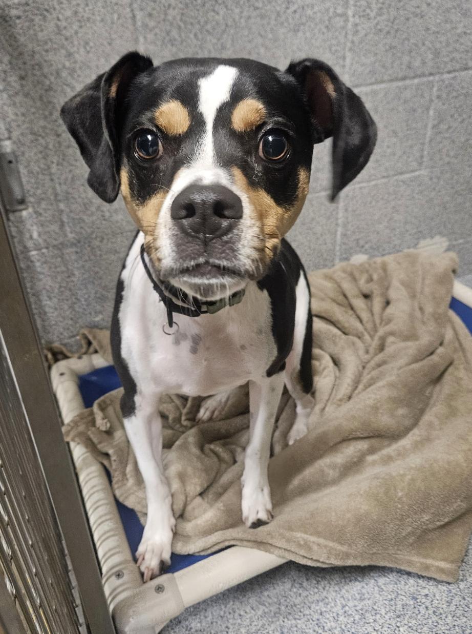 Barney, adopted, Young Male Beagle.