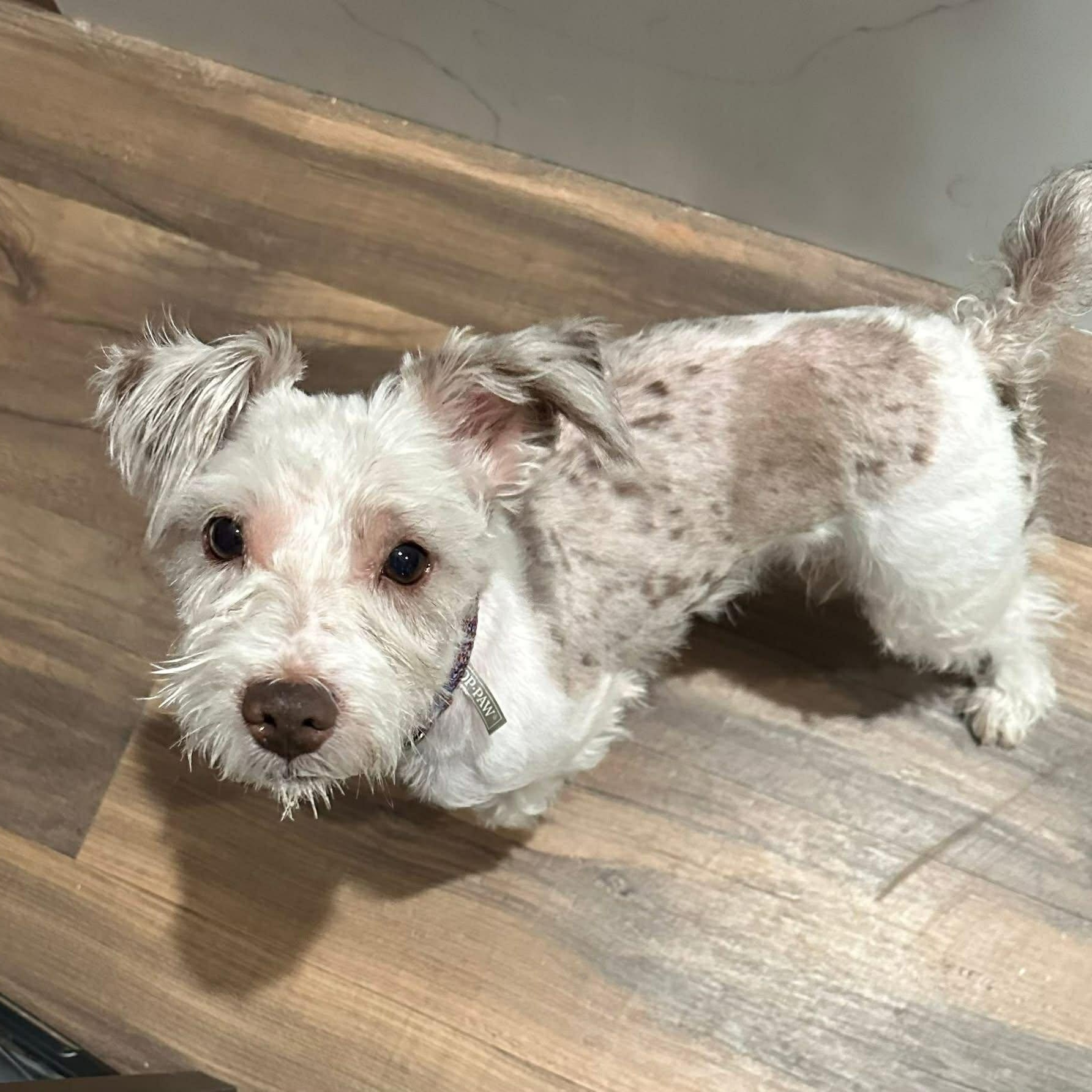 Enlarge Cisco, an adoptable Miniature Schnauzer in Homer Glen, IL image 2/5