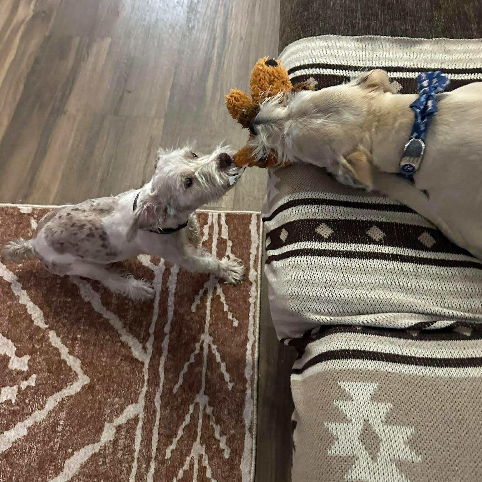 Enlarge Cisco, an adoptable Miniature Schnauzer in Homer Glen, IL image 5/5