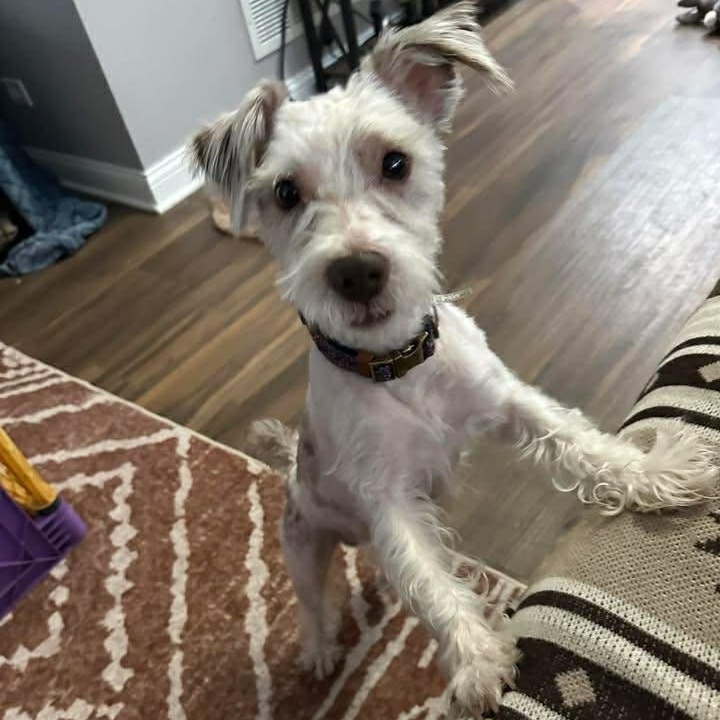 Enlarge Cisco, an adoptable Miniature Schnauzer in Homer Glen, IL image 3/5