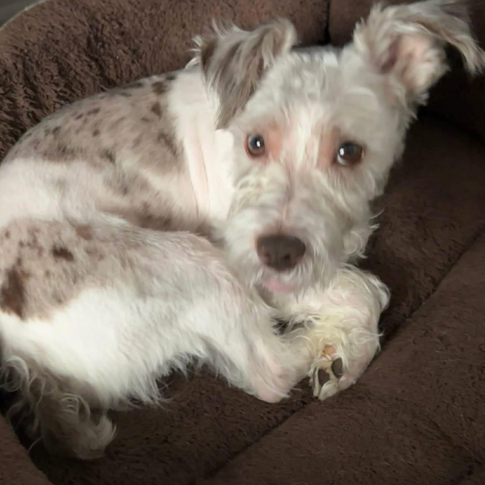 Cisco, adoptable, Young Male Miniature Schnauzer.