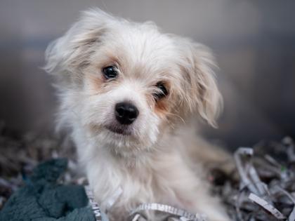 Enlarge Graham, a Adoptable mixed breed in Golden Valley, MN image 1/3