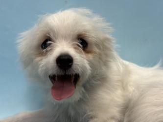 Enlarge Graham, a Adoptable mixed breed in Golden Valley, MN image 2/3
