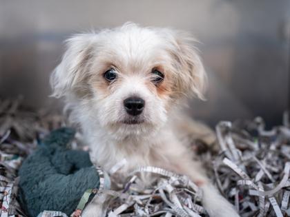 Enlarge Graham, a Adoptable mixed breed in Golden Valley, MN image 3/3