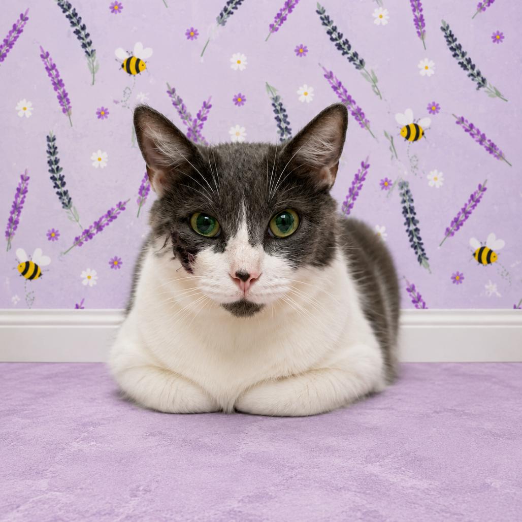 Starburst, Adoptable, Adult Female Domestic Short Hair.