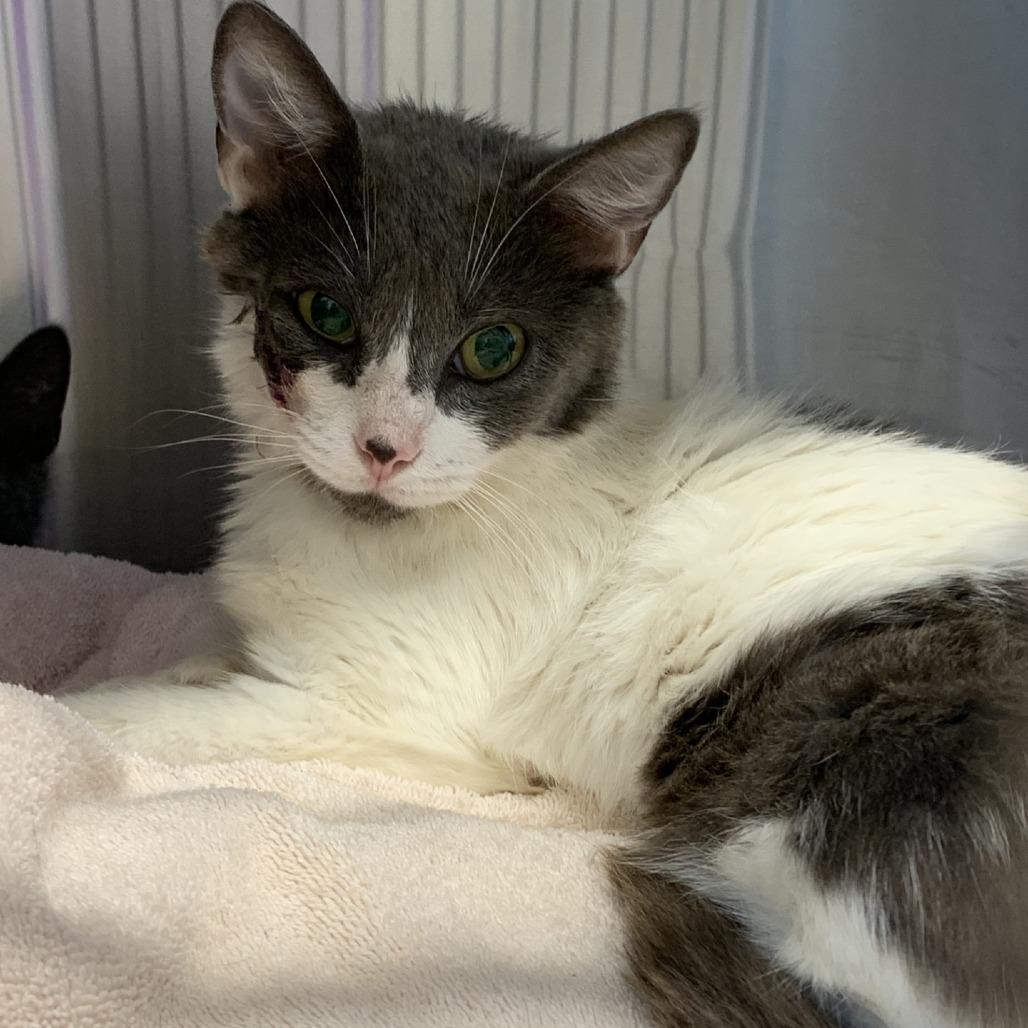 Starburst, a Adoptable Domestic Short Hair in Morganton, NC image 2/2