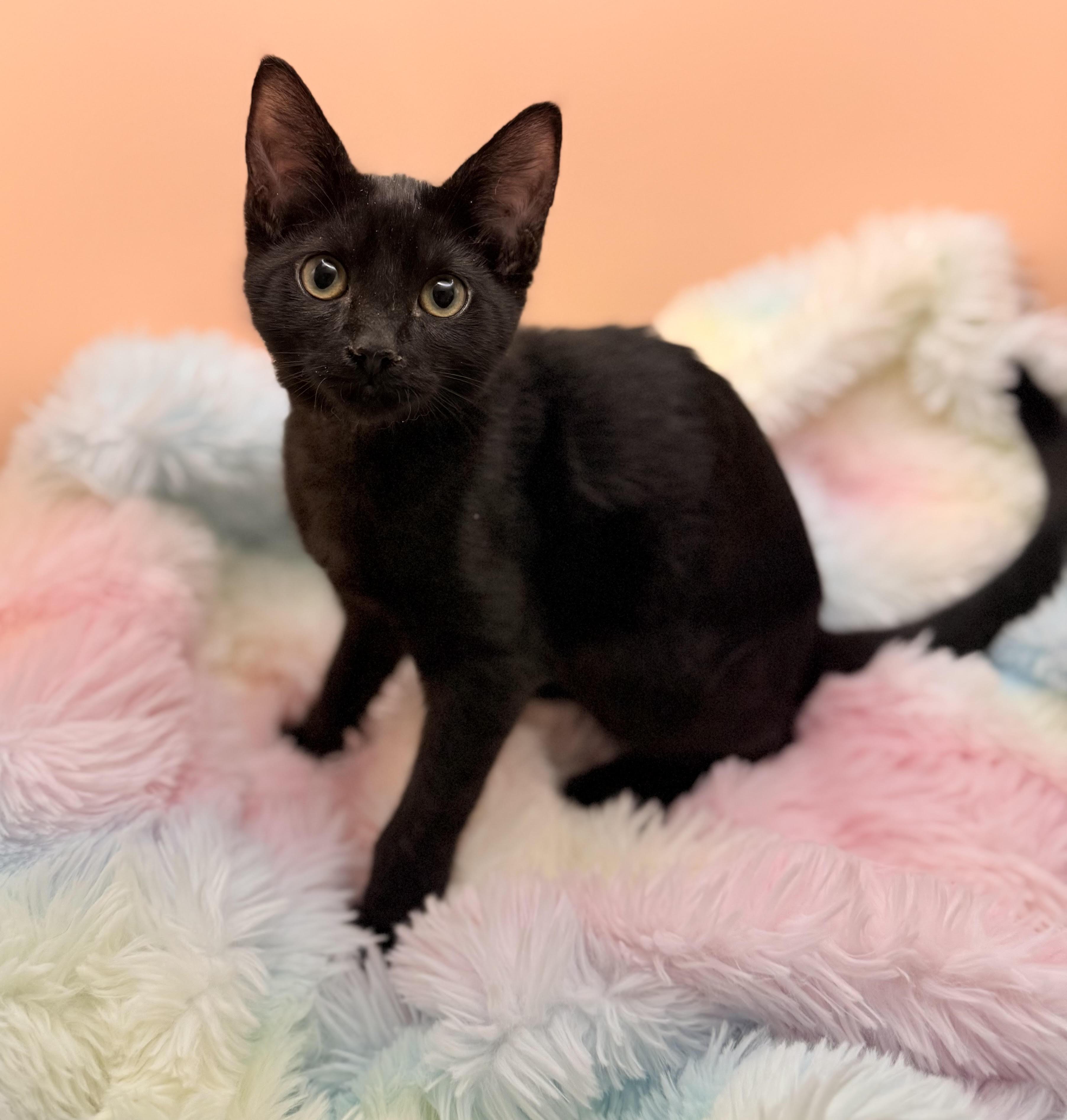 Enlarge Elfie, a Adoptable Domestic Short Hair in Lacey, WA image 2/5