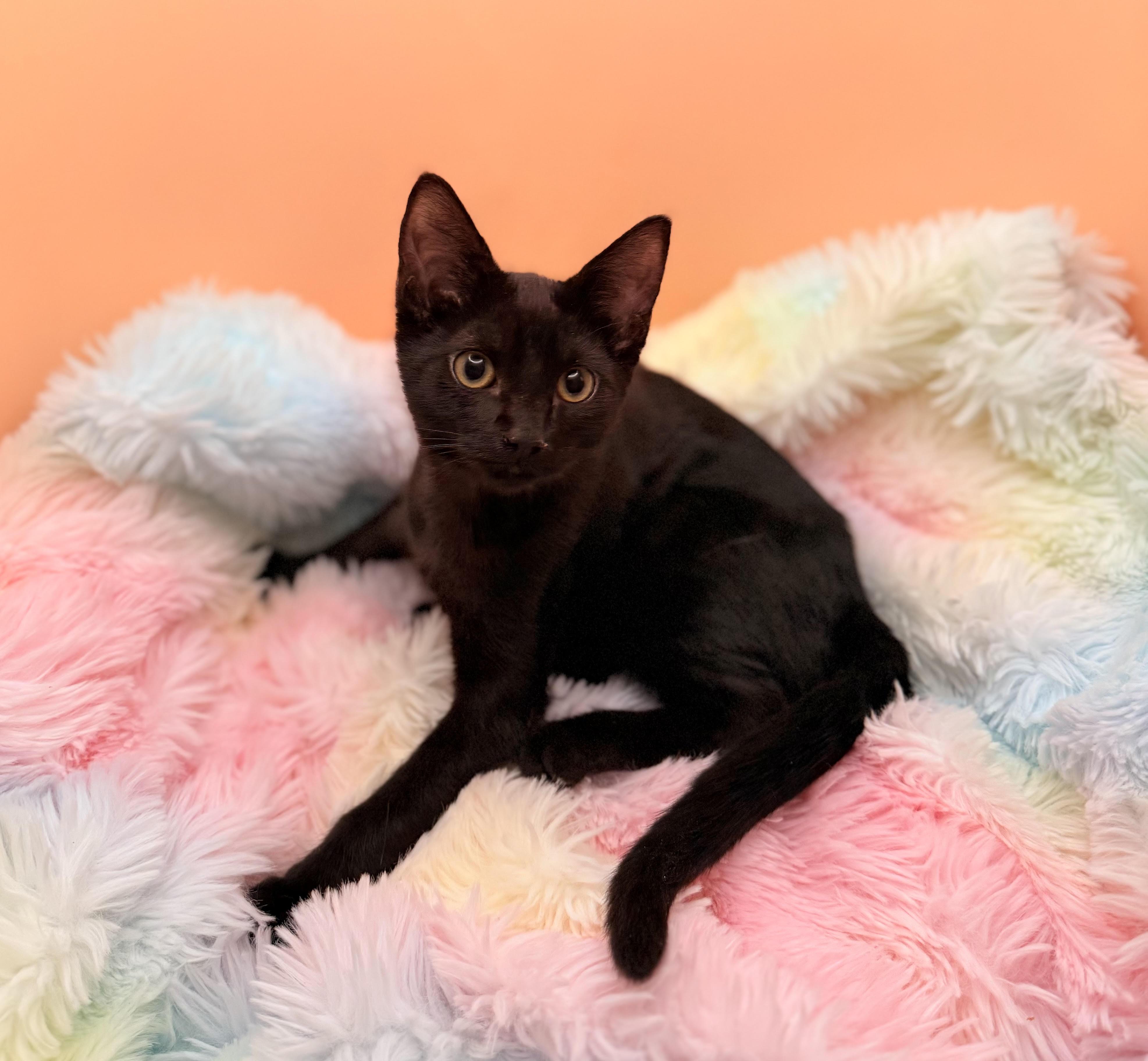 Enlarge Elfie, a Adoptable Domestic Short Hair in Lacey, WA image 3/5