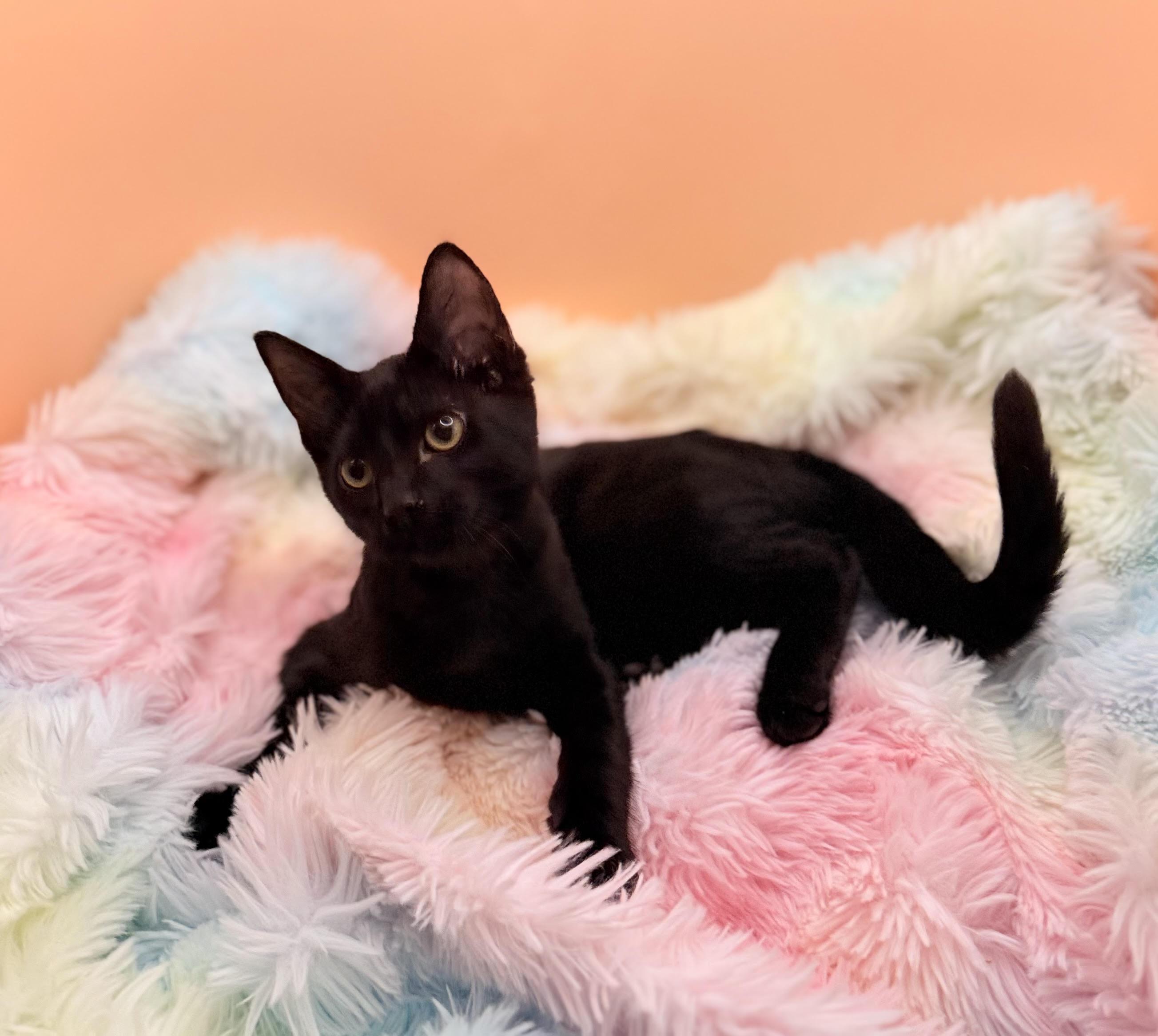 Enlarge Elfie, a Adoptable Domestic Short Hair in Lacey, WA image 5/5