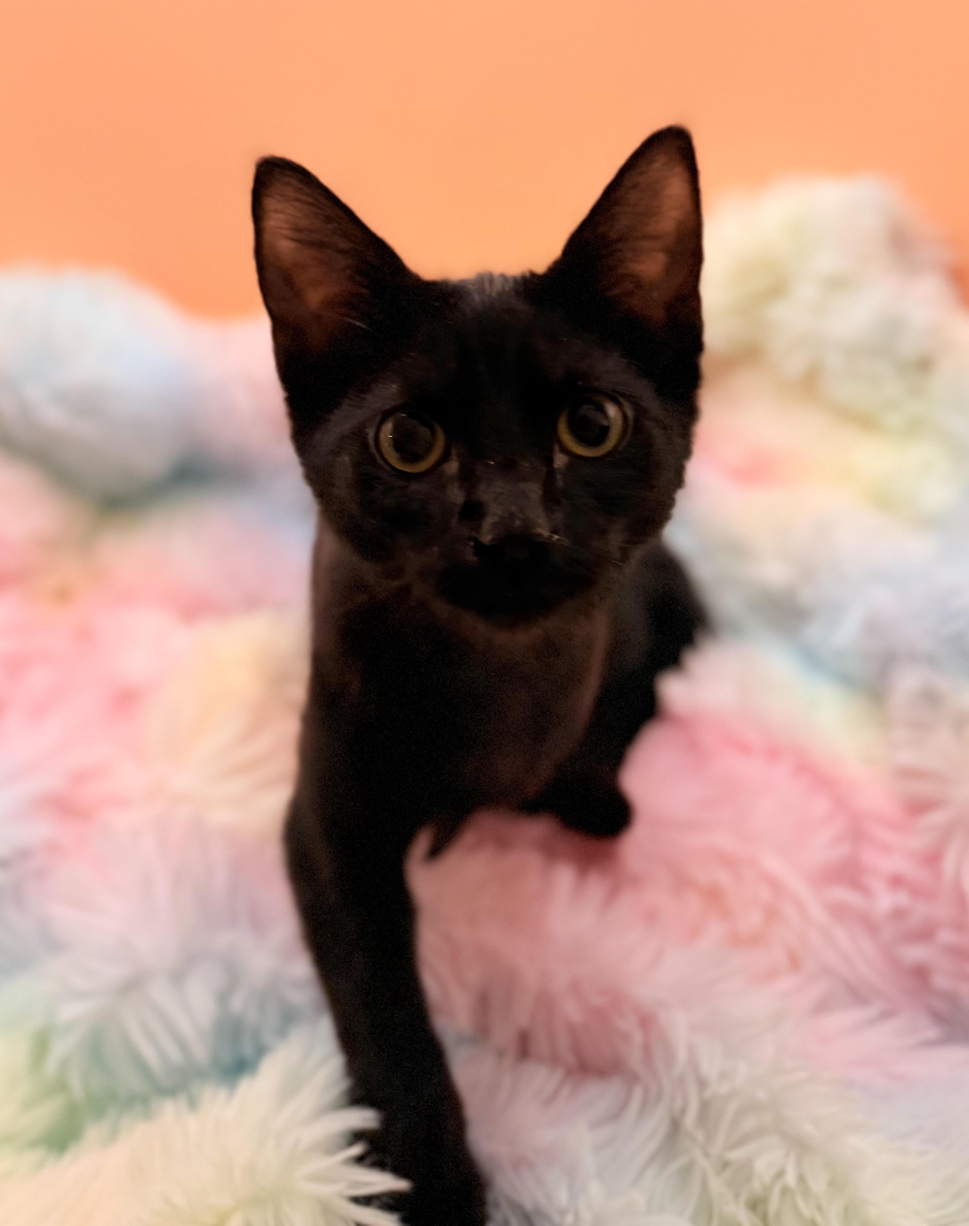 Enlarge Elfie, a Adoptable Domestic Short Hair in Lacey, WA image 1/5