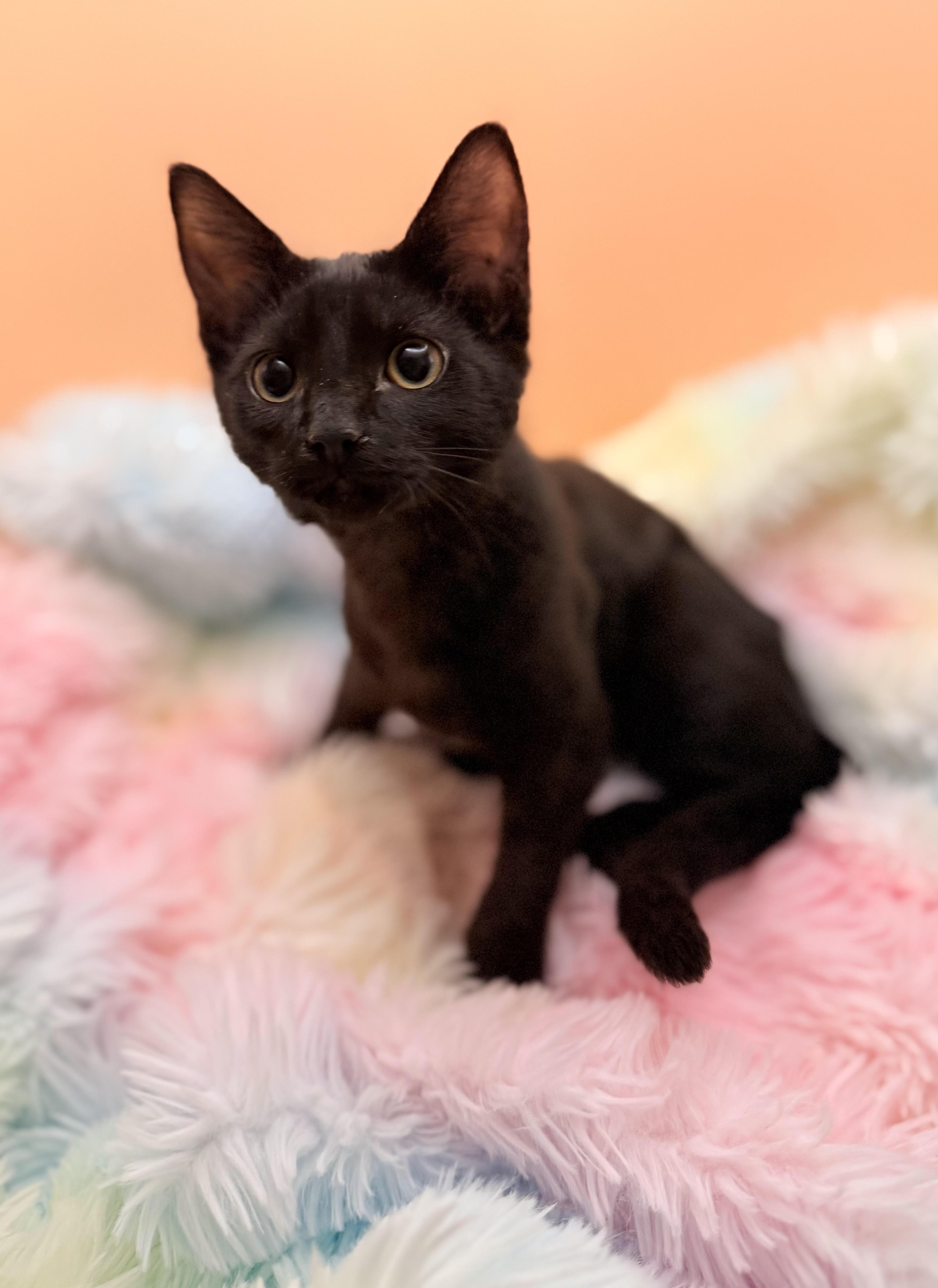 Enlarge Elfie, a Adoptable Domestic Short Hair in Lacey, WA image 4/5