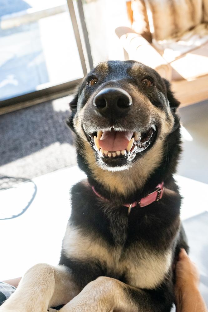 Pupto, a Adoptable Shepherd in Studio City, CA image 2/6