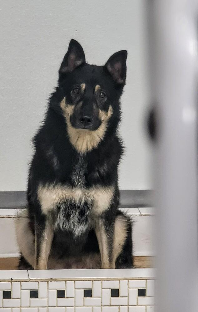 Pupto, a Adoptable Shepherd in Studio City, CA image 3/6